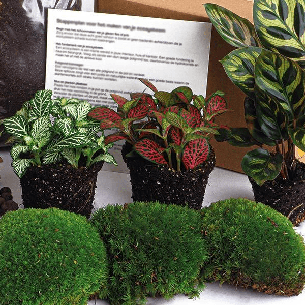 Calathea Makoyana - Planten terrarium pakket - Navulling & Startpakket | DIY 2 - LushLeaf | Online planten bestellen