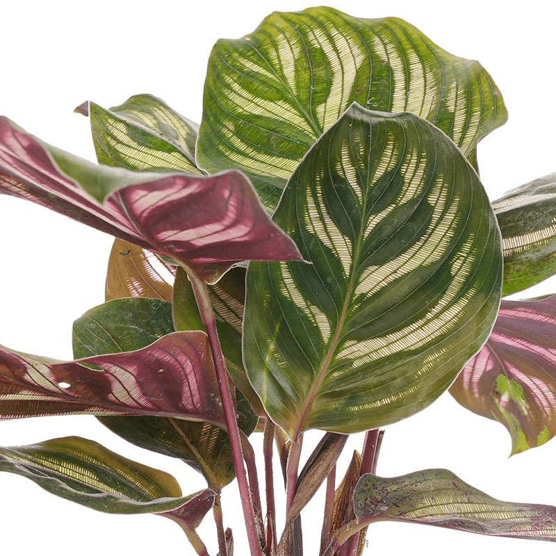 Calathea Makoyana | Terrarium plant 2 - LushLeaf | Online planten bestellen