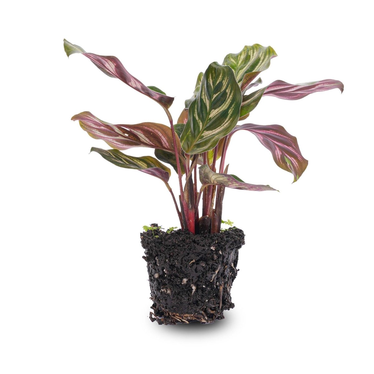 Calathea Makoyana | Terrarium plant 3 - LushLeaf | Online planten bestellen