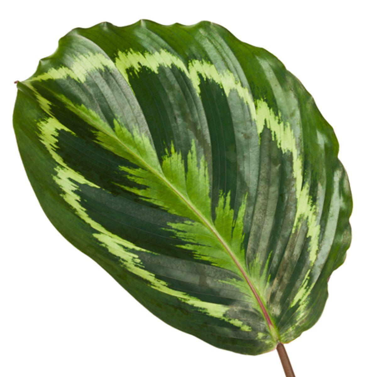 Calathea Medallion 3 - LushLeaf | Online planten bestellen