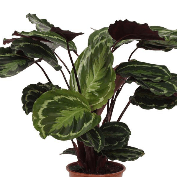 Calathea Medallion 2 - LushLeaf | Online planten bestellen