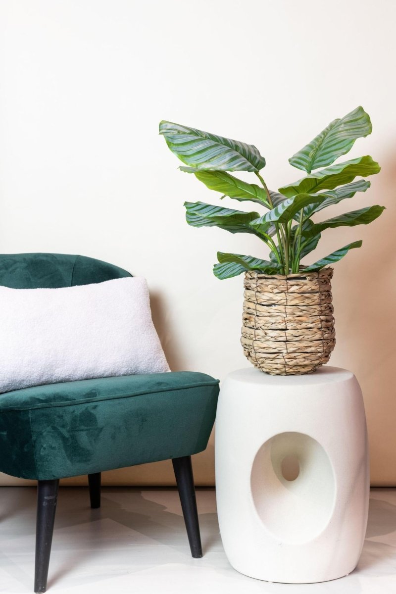 Calathea Orbifolia - Schaduwplant | Kunstplant 3 - LushLeaf | Online planten bestellen