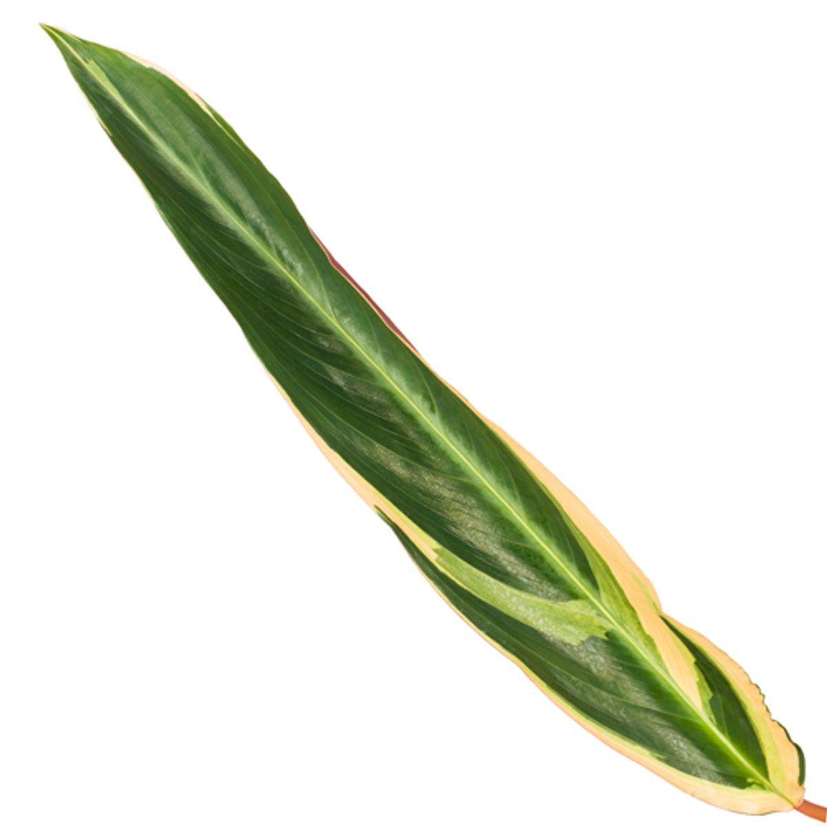 Calathea Triostar (Stromanthe) 3 - LushLeaf | Online planten bestellen