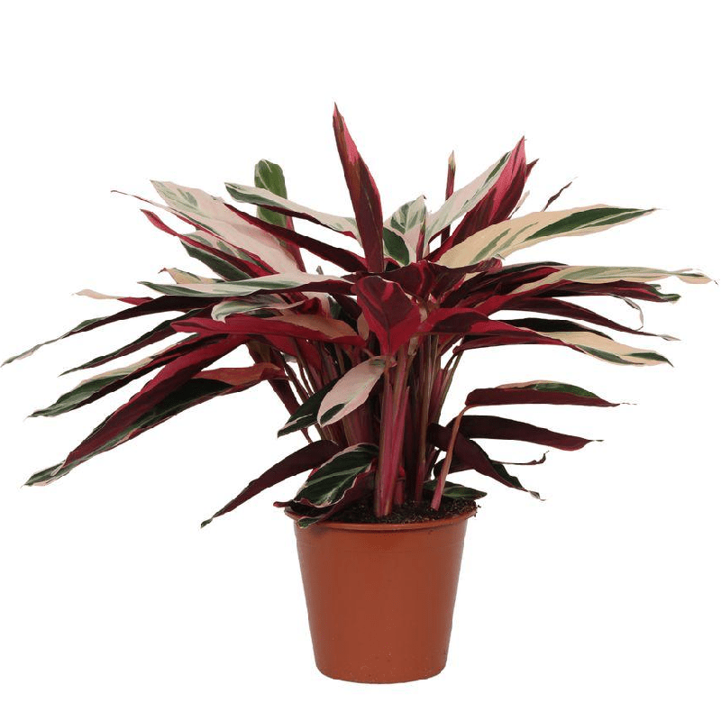 Calathea Triostar (Stromanthe) 1 - LushLeaf | Online planten bestellen
