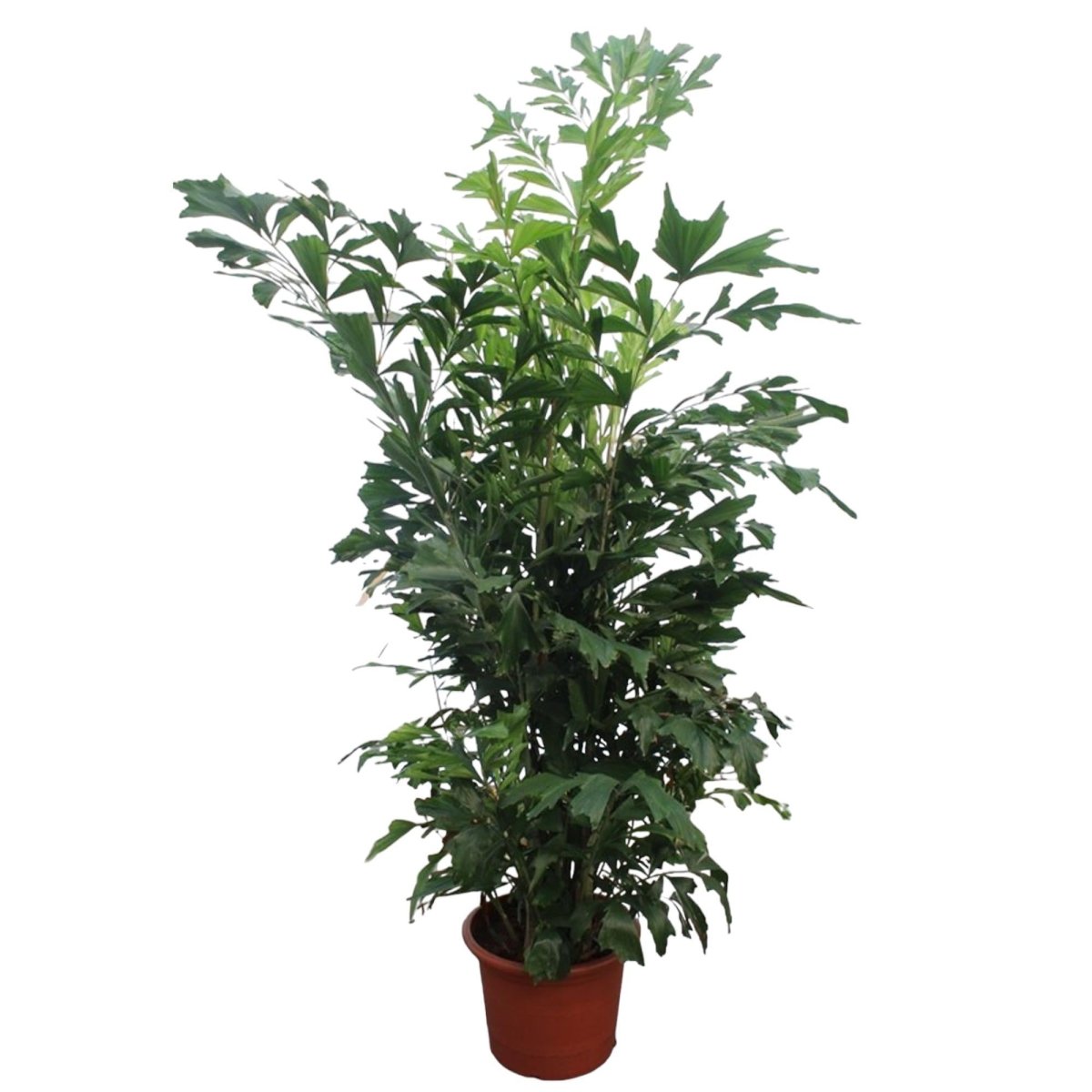 Caryota Mitis | XL 10 - LushLeaf | Online planten bestellen