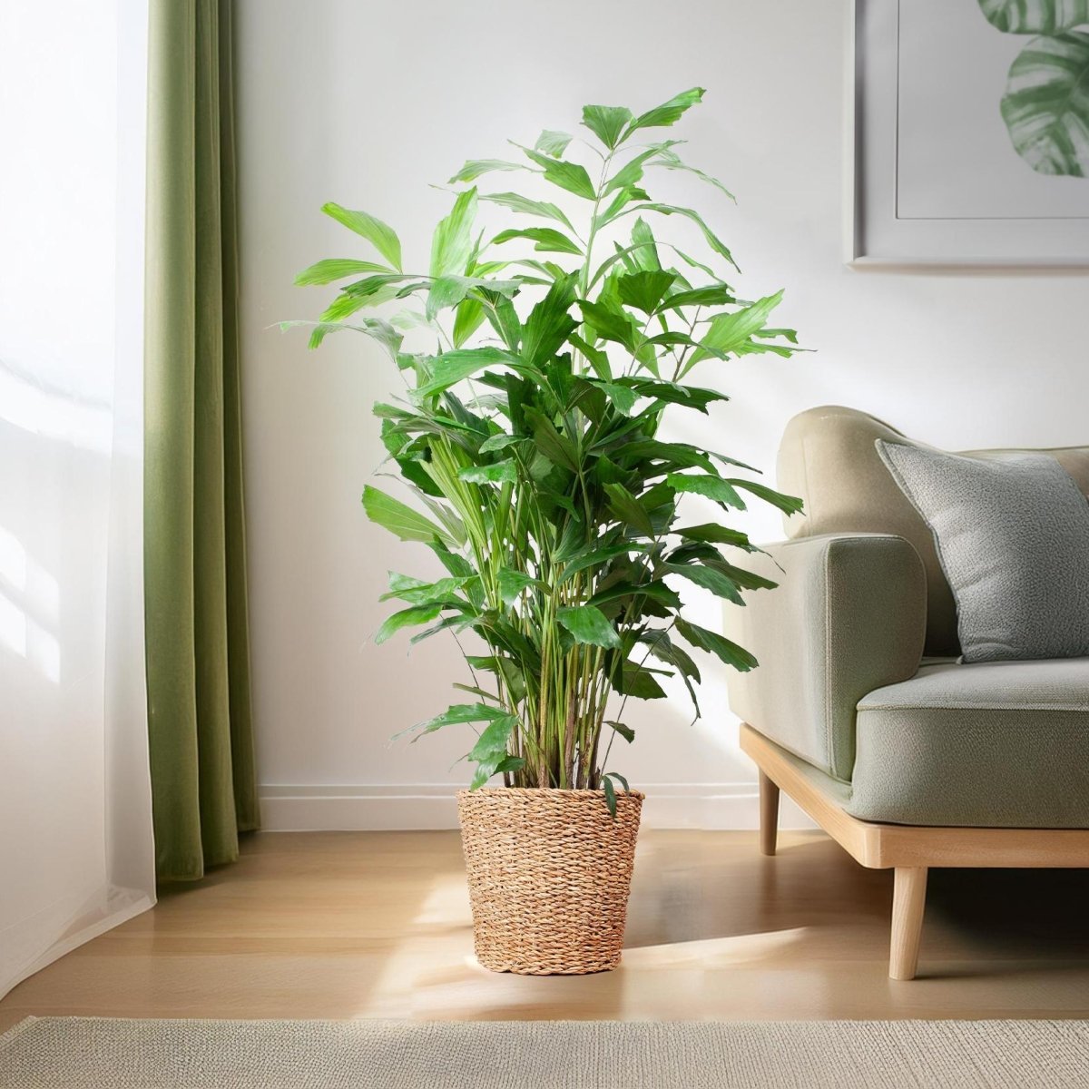 Caryota Mitis XL met Torun mand naturel 3 - LushLeaf | Online planten bestellen