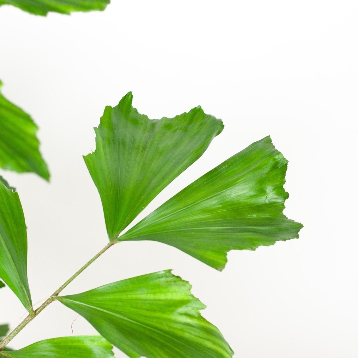 Caryota Mitis XL met Torun mand naturel 2 - LushLeaf | Online planten bestellen