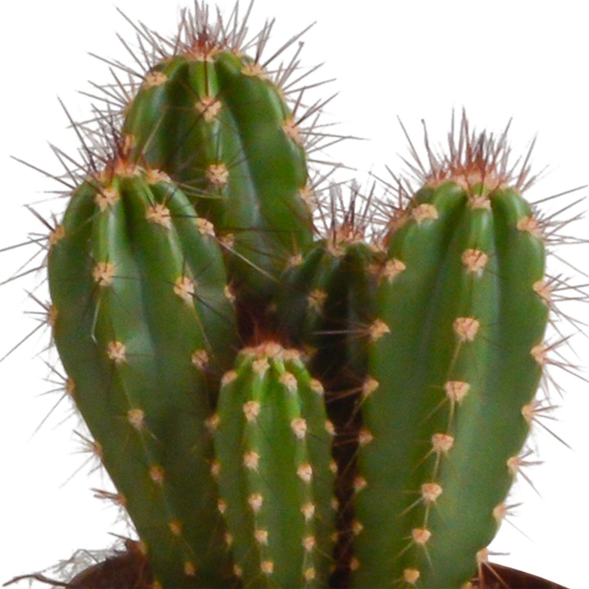 Cereus mix | 3 stuks 3 - LushLeaf | Online planten bestellen