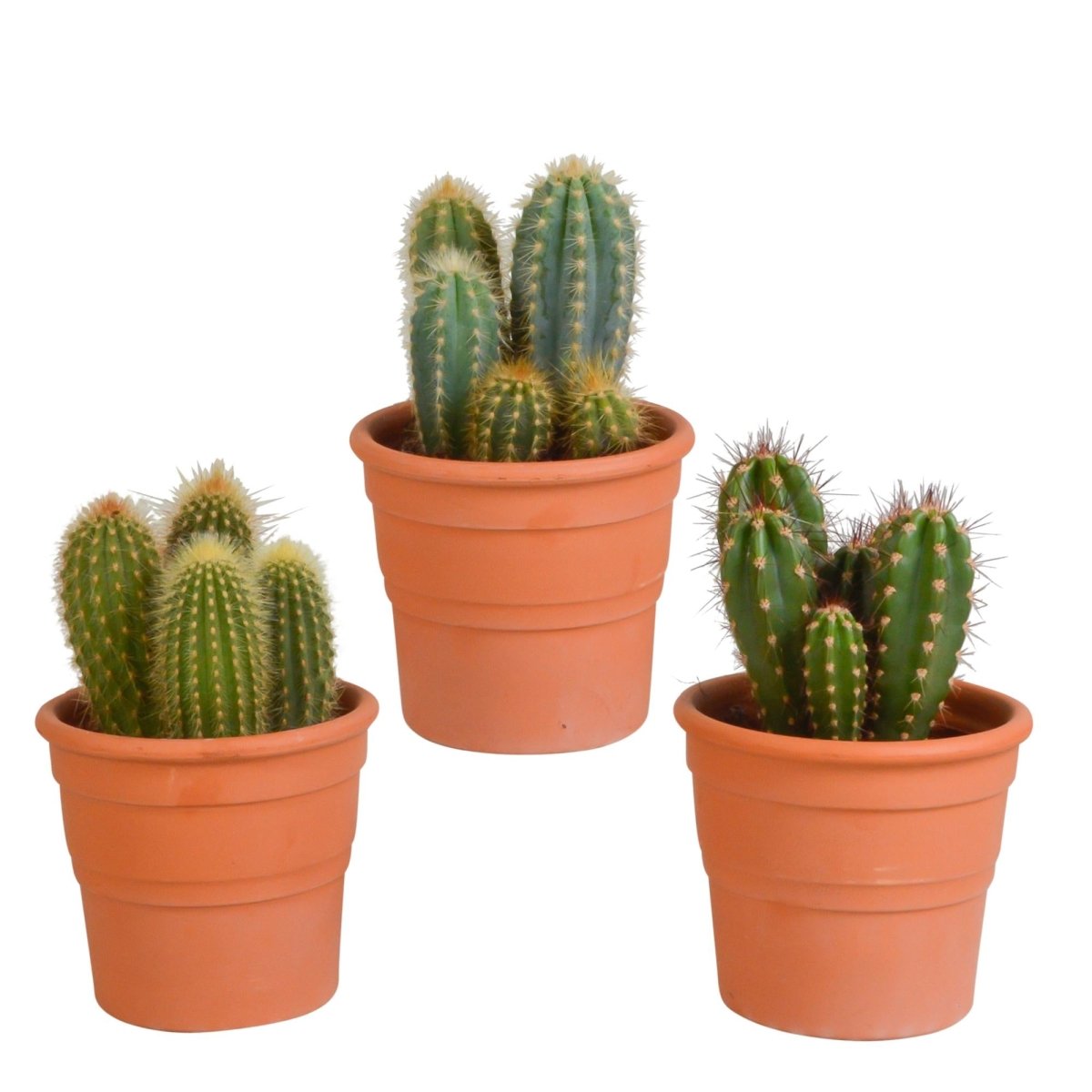Cereus mix | 3 stuks 6 - LushLeaf | Online planten bestellen