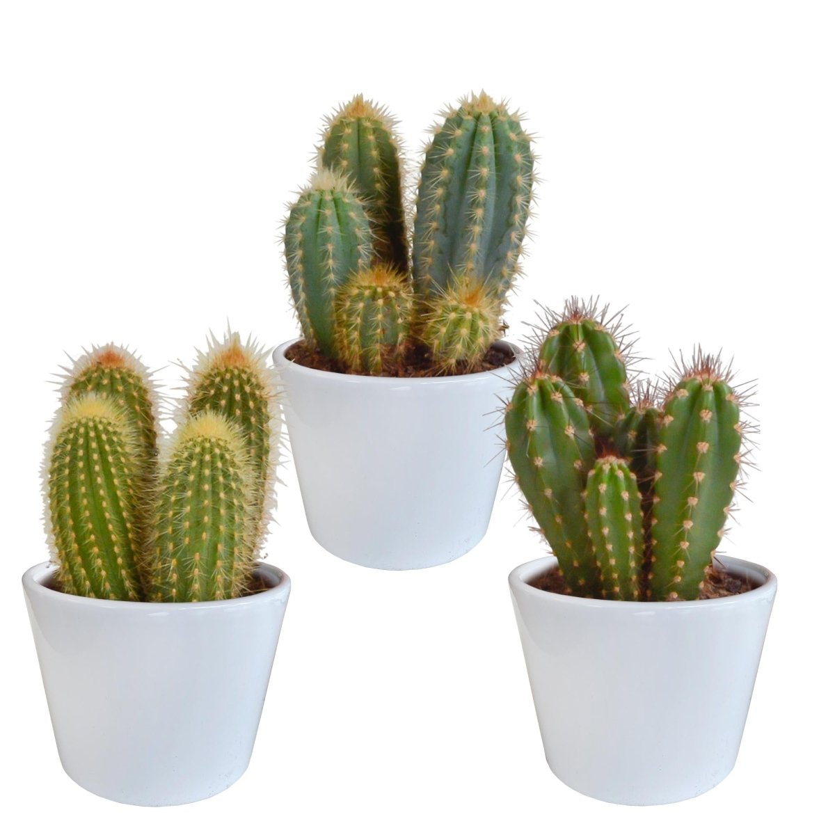 Cereus mix | 3 stuks 5 - LushLeaf | Online planten bestellen