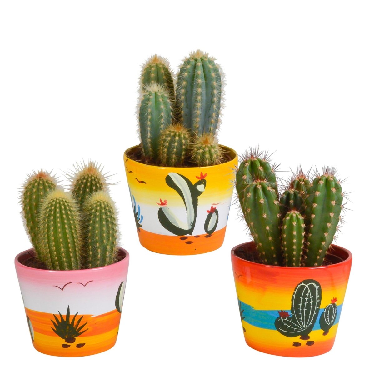 Cereus mix | 3 stuks 7 - LushLeaf | Online planten bestellen