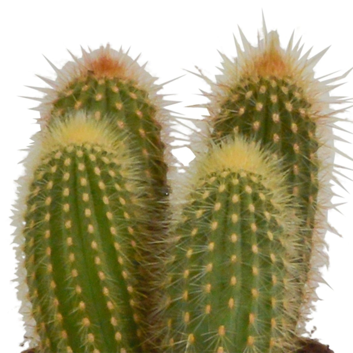 Cereus mix | 3 stuks 2 - LushLeaf | Online planten bestellen