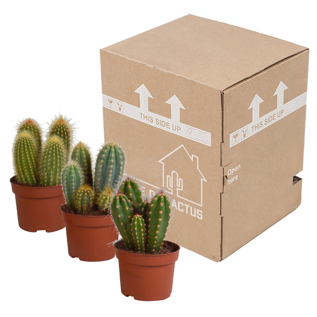 Cereus mix | 3 stuks 4 - LushLeaf | Online planten bestellen
