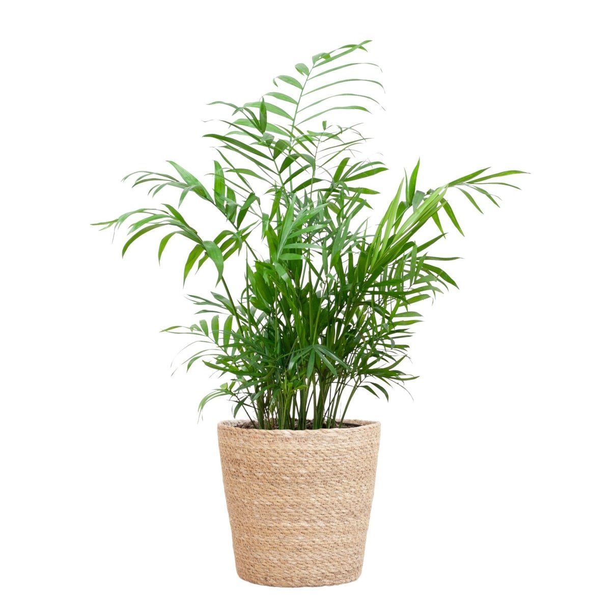 Chamaedorea Elegans met pot 5 - LushLeaf | Online planten bestellen