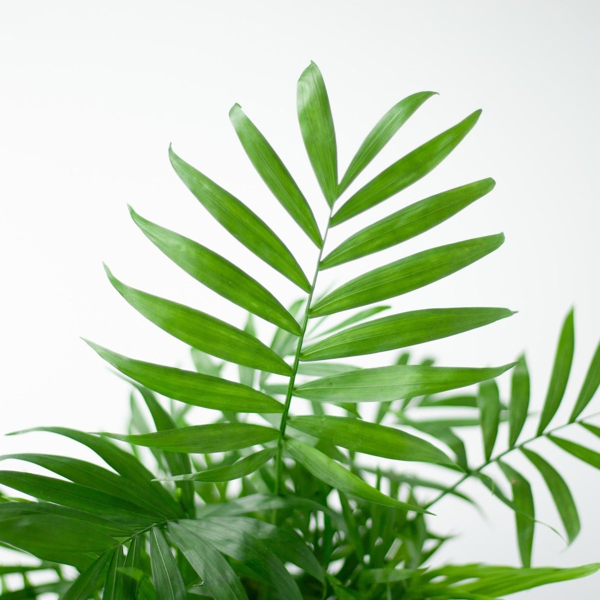 Chamaedorea Elegans met pot 2 - LushLeaf | Online planten bestellen