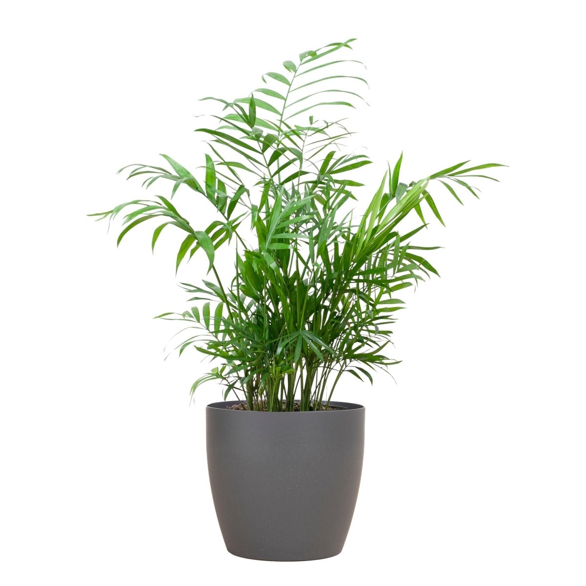 Chamaedorea Elegans met pot 7 - LushLeaf | Online planten bestellen