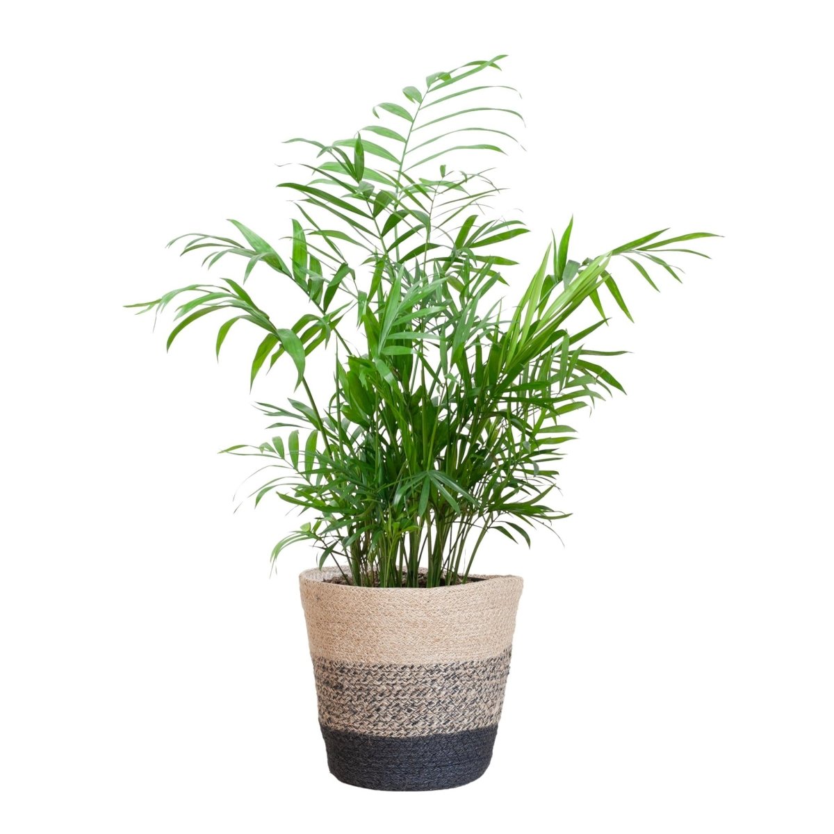 Chamaedorea Elegans met pot 4 - LushLeaf | Online planten bestellen