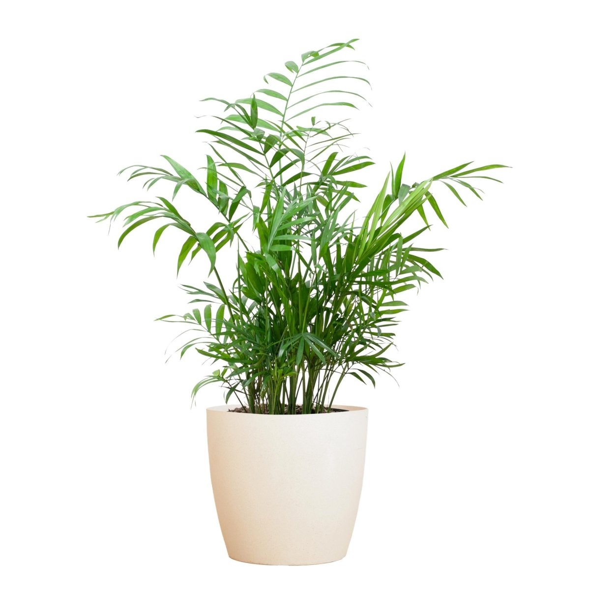 Chamaedorea Elegans met pot 6 - LushLeaf | Online planten bestellen