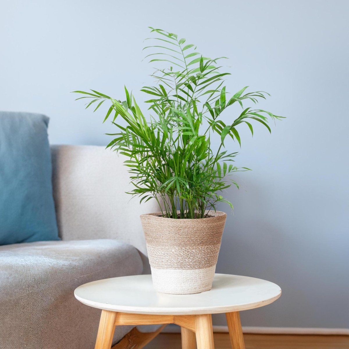 Chamaedorea Elegans met pot 3 - LushLeaf | Online planten bestellen