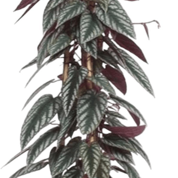 Cissus discolor pyramide 2 - LushLeaf | Online planten bestellen