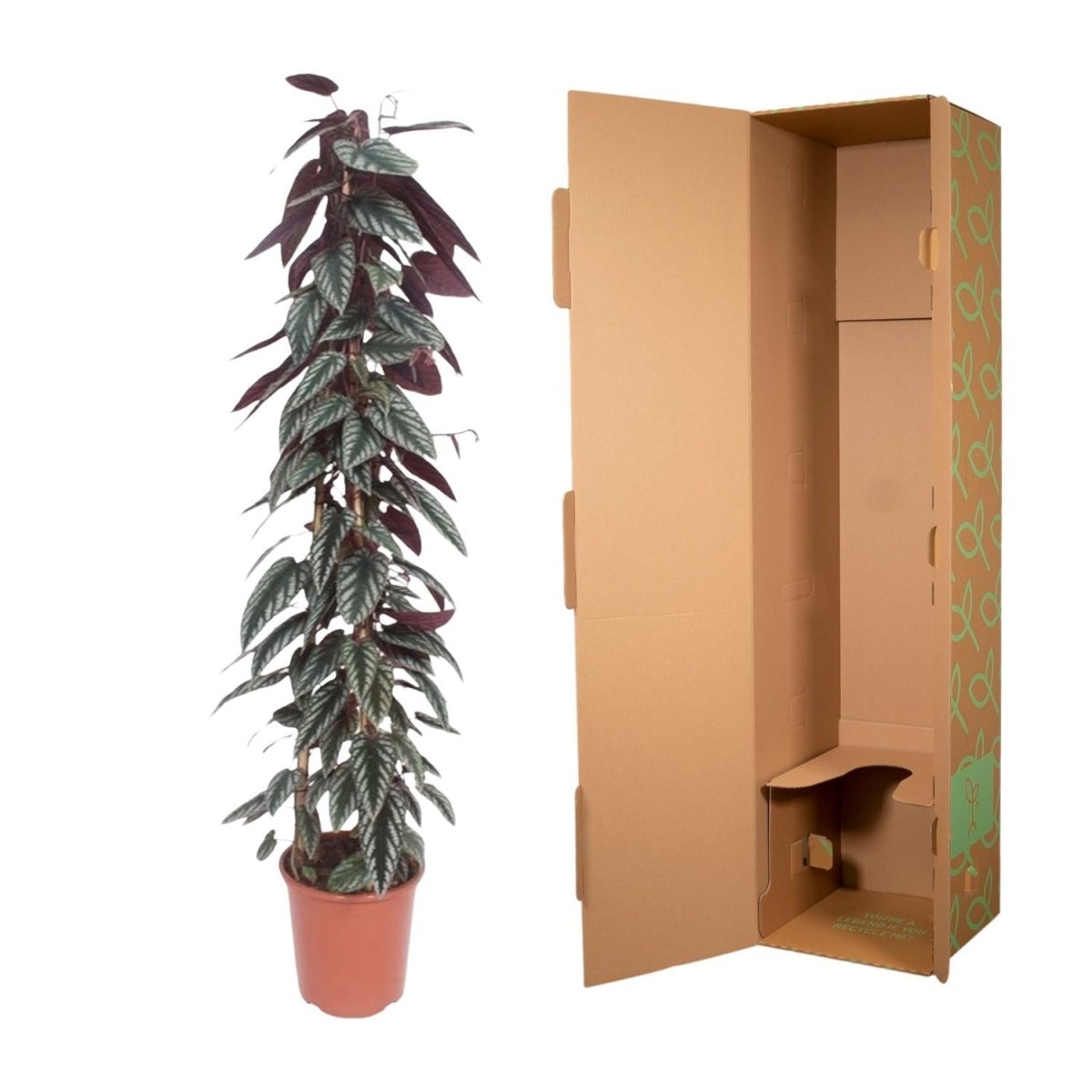 Cissus discolor pyramide 5 - LushLeaf | Online planten bestellen
