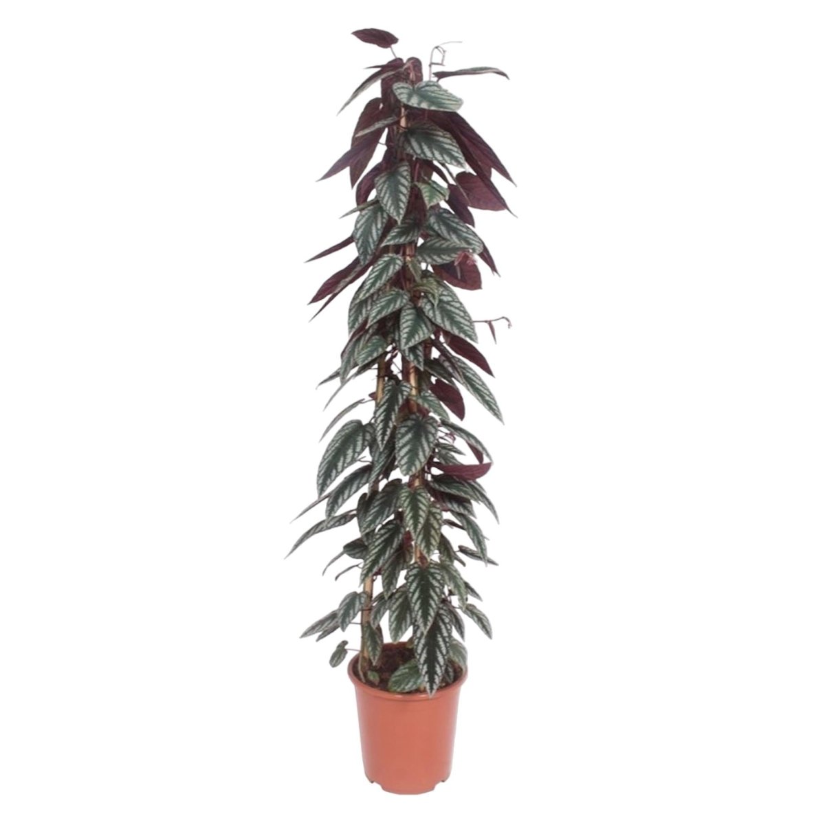 Cissus discolor pyramide 1 - LushLeaf | Online planten bestellen