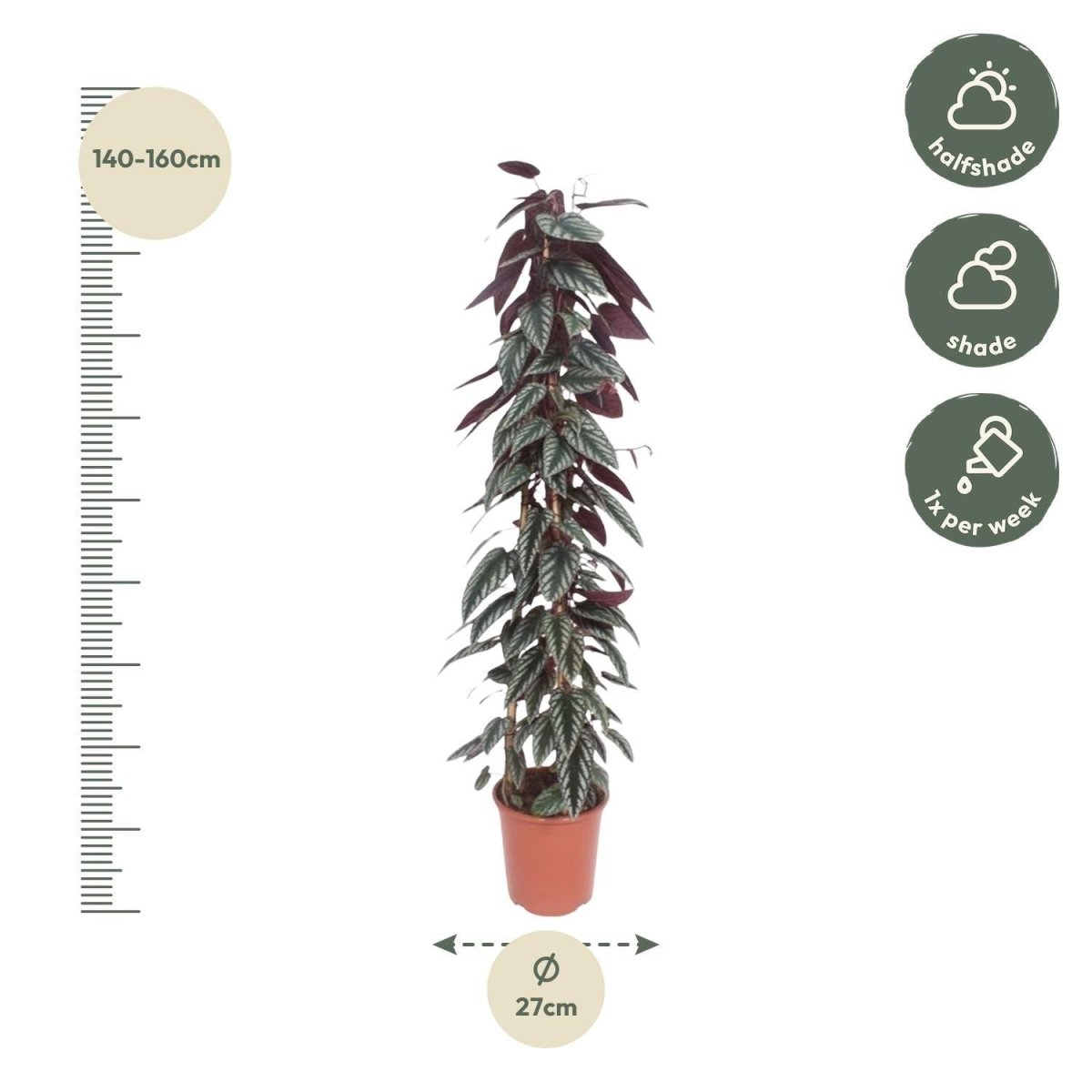 Cissus discolor pyramide 4 - LushLeaf | Online planten bestellen