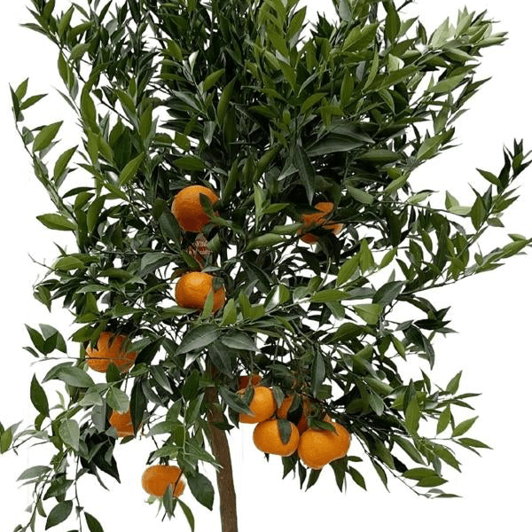 Citrus Mandarino 2 - LushLeaf | Online planten bestellen