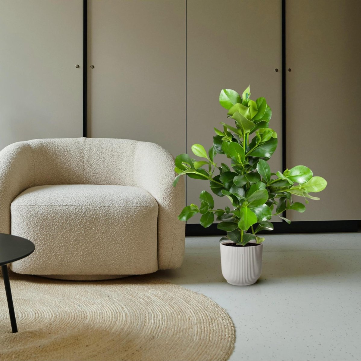 Clusia Rosea 3 - LushLeaf | Online planten bestellen