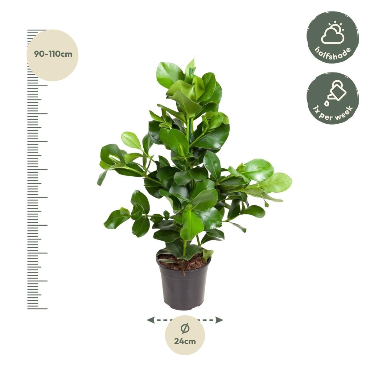 Clusia Rosea 4 - LushLeaf | Online planten bestellen