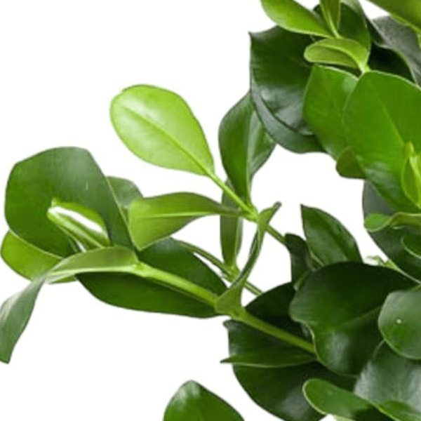 Clusia Rosea 2 - LushLeaf | Online planten bestellen