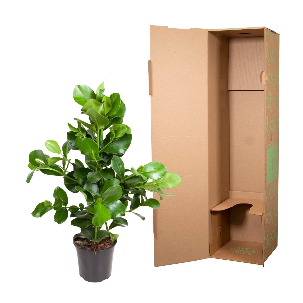 Clusia Rosea 5 - LushLeaf | Online planten bestellen