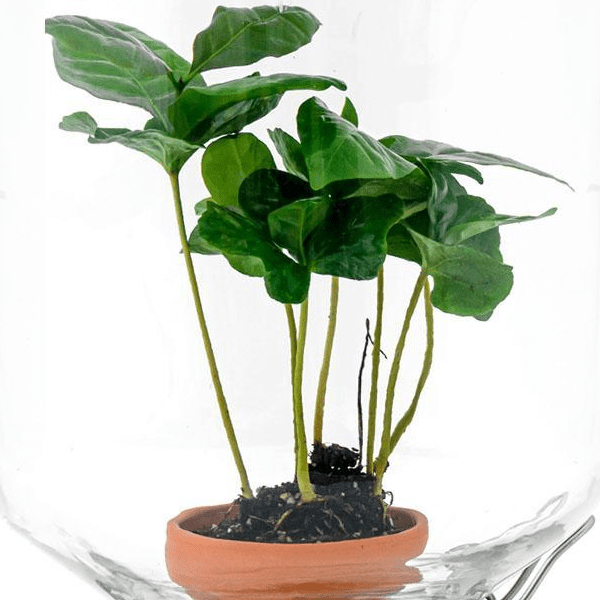 Coffea Arabica | Easyplant 2 - LushLeaf | Online planten bestellen