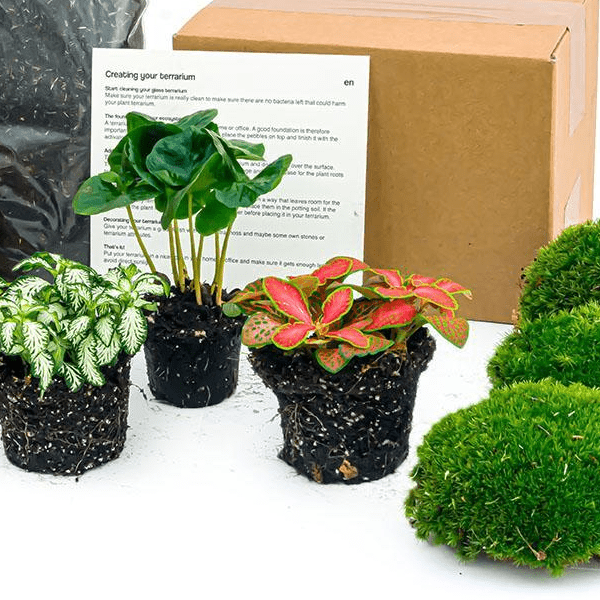 Coffea Arabica - Planten terrarium pakket - Navulling & Startpakket | DIY 2 - LushLeaf | Online planten bestellen