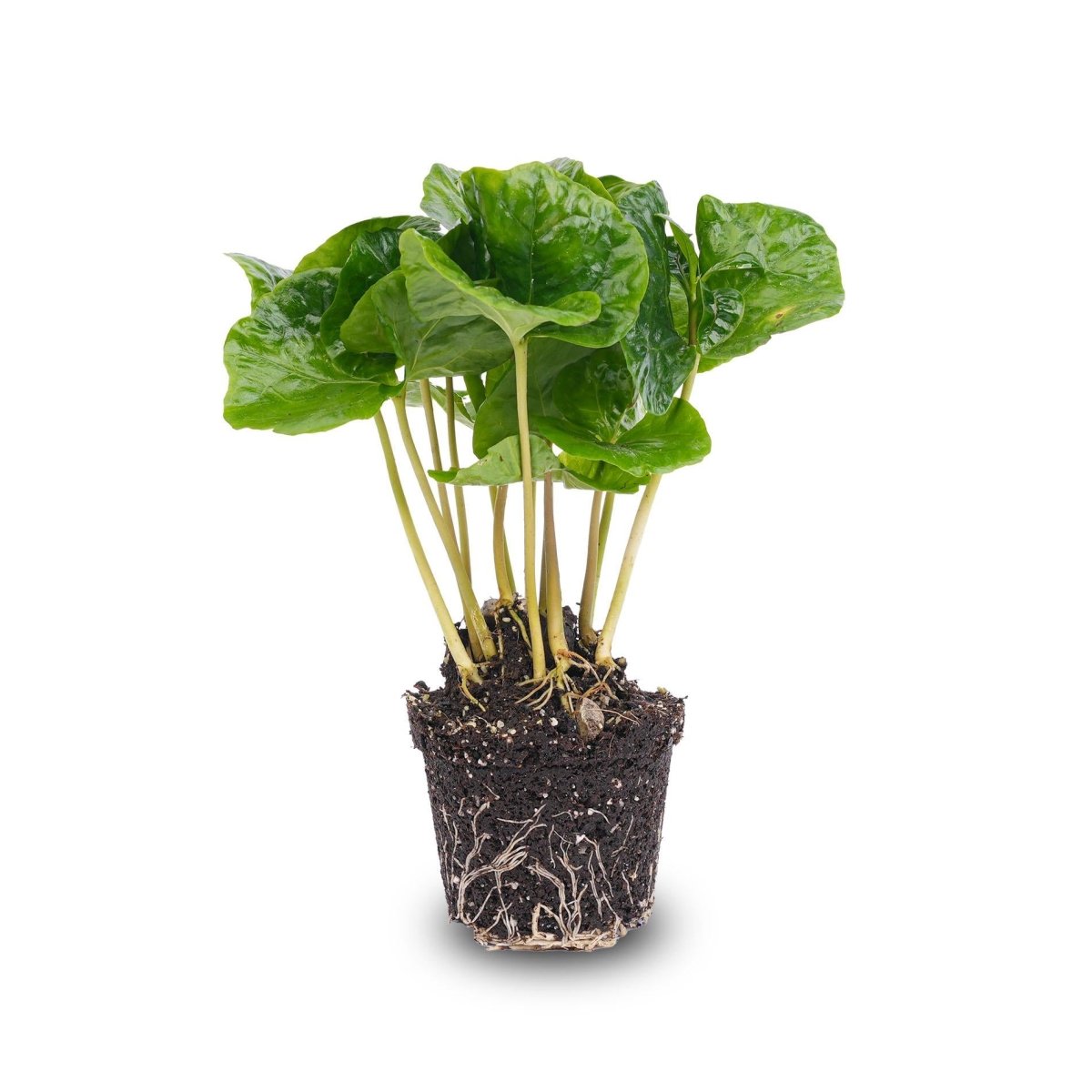 Coffea Arabica | Terrarium plant 3 - LushLeaf | Online planten bestellen
