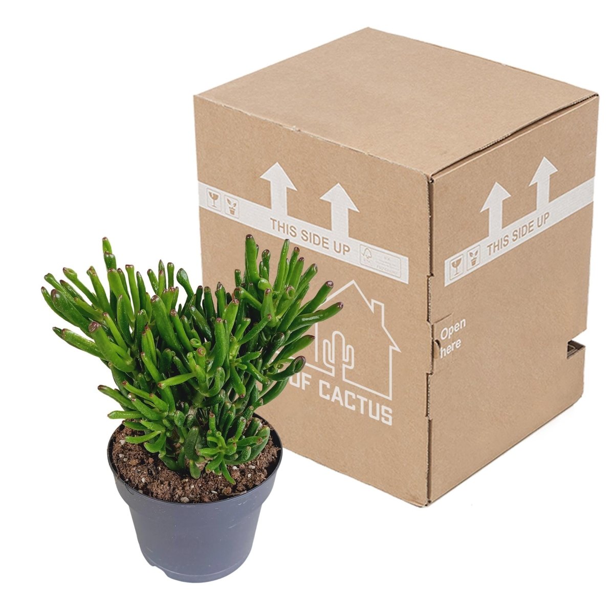 Crassula gollum 3 - LushLeaf | Online planten bestellen