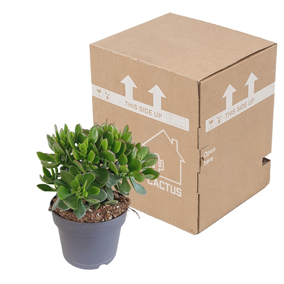 Crassula minova 3 - LushLeaf | Online planten bestellen