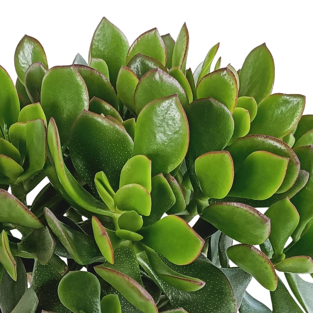 Crassula minova 2 - LushLeaf | Online planten bestellen