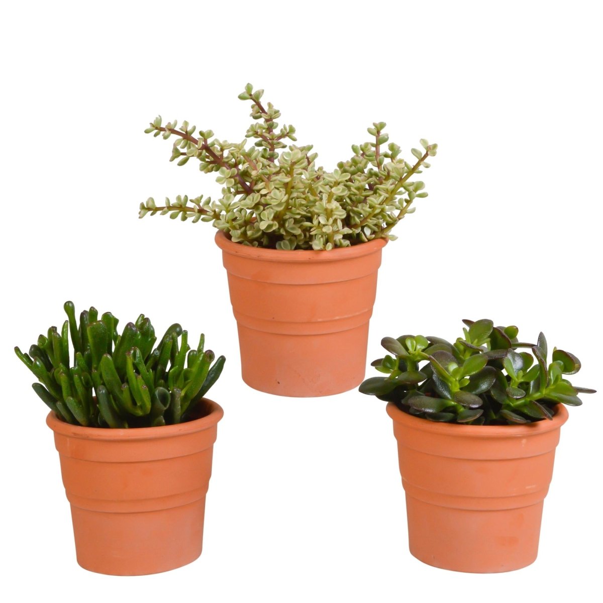 Crassula mix | 3 stuks 9 - LushLeaf | Online planten bestellen