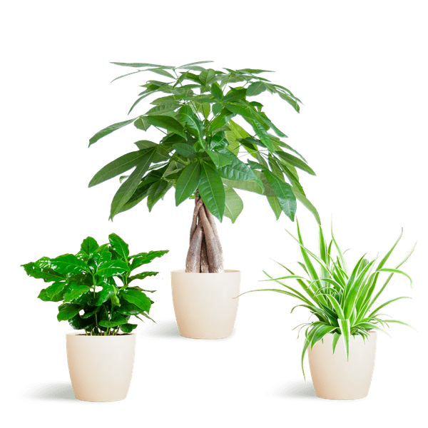 Diervriendelijke Plantenset | 3 stuks 6 - LushLeaf | Online planten bestellen