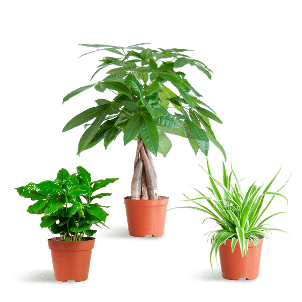Diervriendelijke Plantenset | 3 stuks 1 - LushLeaf | Online planten bestellen