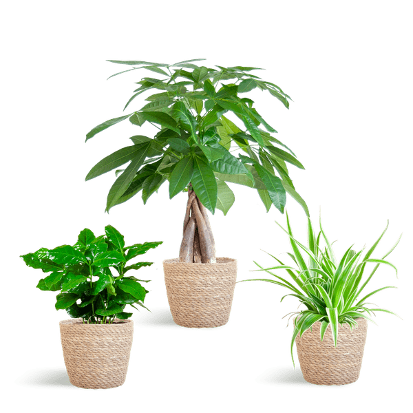 Diervriendelijke Plantenset | 3 stuks 5 - LushLeaf | Online planten bestellen