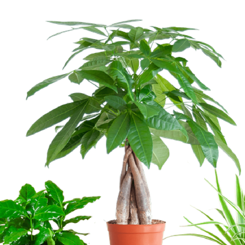 Diervriendelijke Plantenset | 3 stuks 2 - LushLeaf | Online planten bestellen