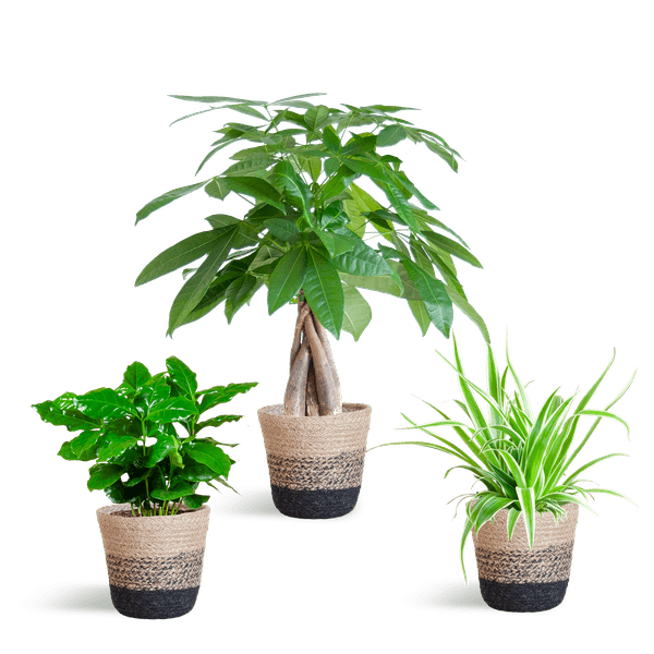 Diervriendelijke Plantenset | 3 stuks 7 - LushLeaf | Online planten bestellen