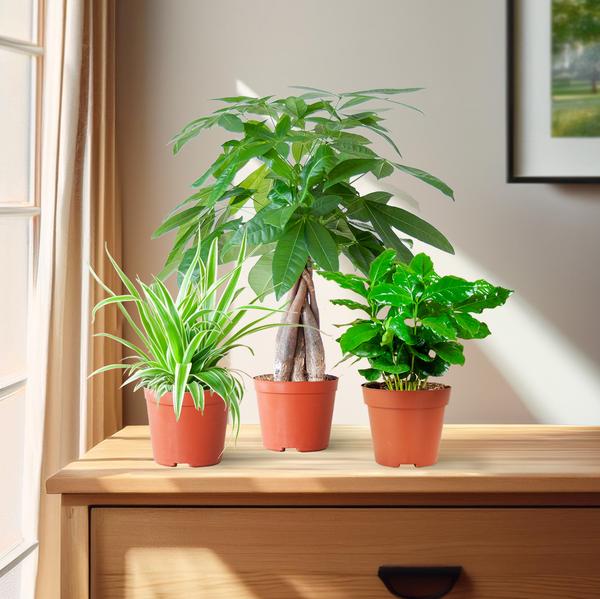 Diervriendelijke Plantenset | 3 stuks 3 - LushLeaf | Online planten bestellen