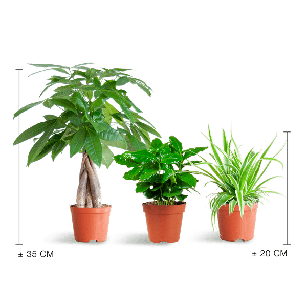 Diervriendelijke Plantenset | 3 stuks 4 - LushLeaf | Online planten bestellen