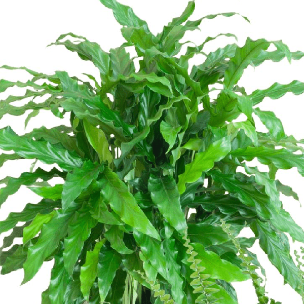 Diervriendelijke plantenset | 4 stuks 2 - LushLeaf | Online planten bestellen