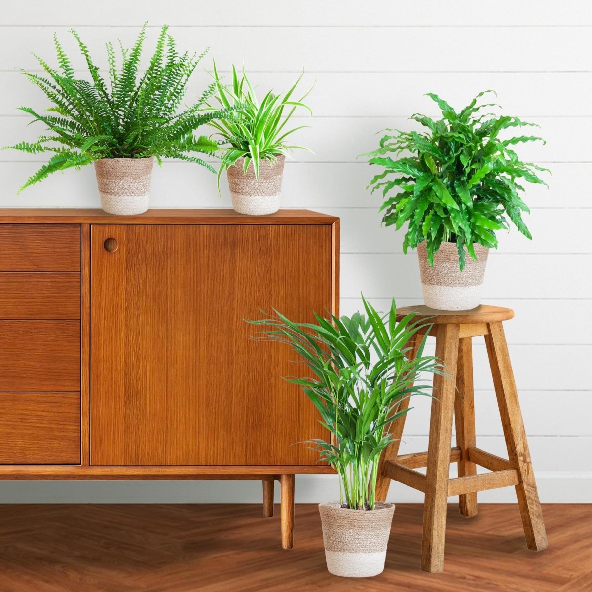 Diervriendelijke plantenset | 4 stuks 4 - LushLeaf | Online planten bestellen