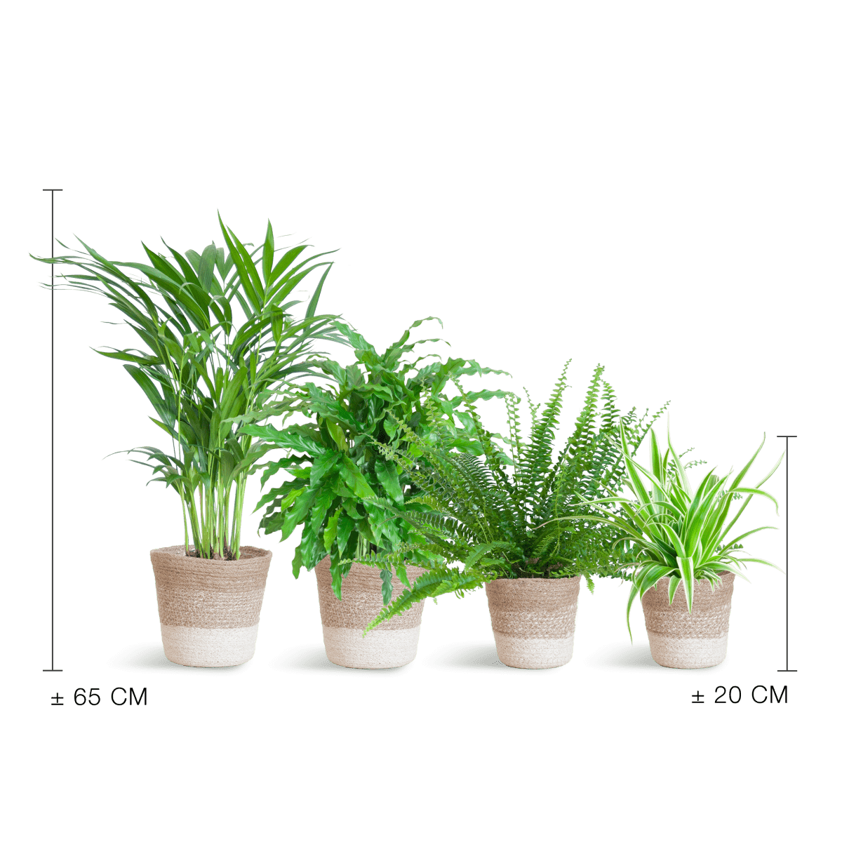 Diervriendelijke plantenset | 4 stuks 3 - LushLeaf | Online planten bestellen