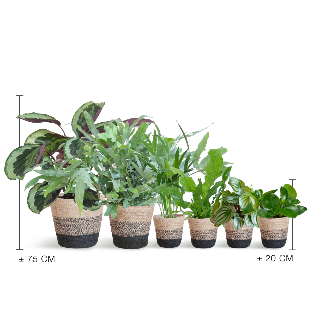 Diervriendelijke plantenset | 6 stuks 3 - LushLeaf | Online planten bestellen